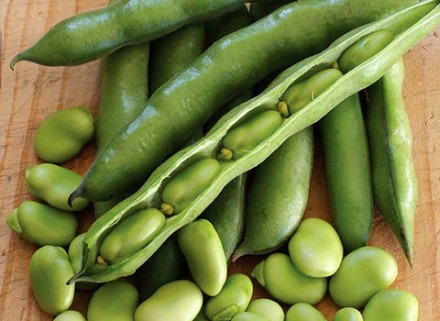 فروش لوبیا سبز در ساری + قیمت خرید به صرفه